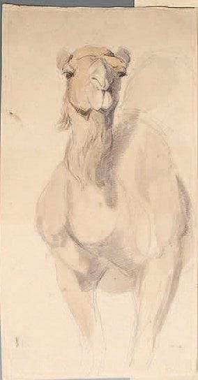 Antoine-Alphonse MONTFORT (1802-1884)
Chameau....
