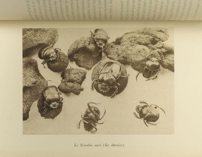 Jean-Henri FABRE
Entomological Memories....