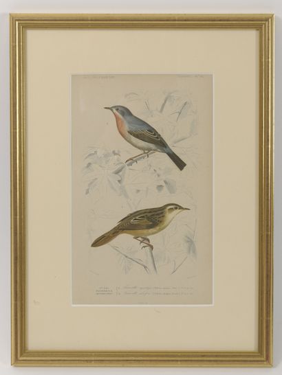 Lot de 5 gravures en couleur ou planches...