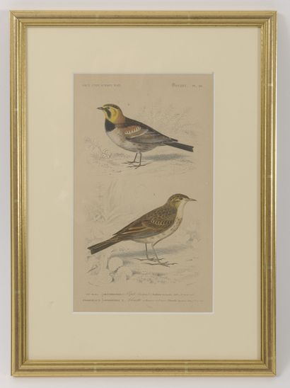Lot de 5 gravures en couleur ou planches...