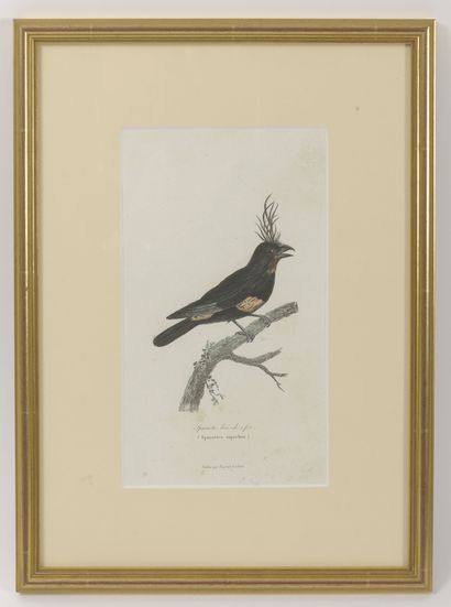 Lot de 5 gravures en couleur ou planches...