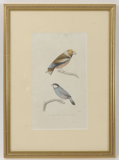 Lot de 5 gravures en couleur ou planches...
