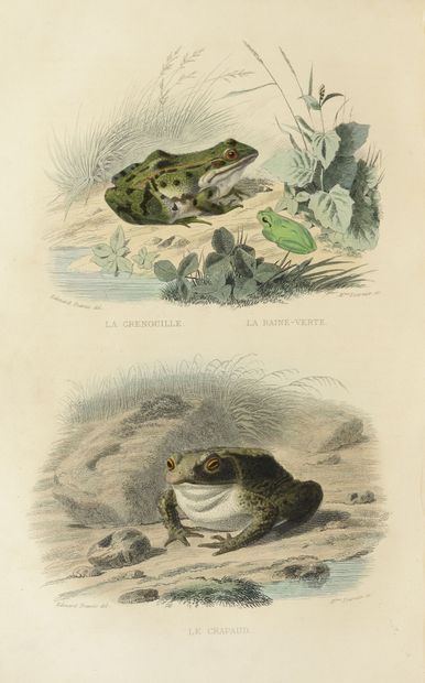 Comte Bernard-Germain de LACEPEDE (1756-1825)
Histoire...