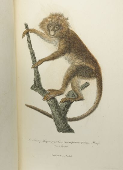 Collection of animal engravings in color.

Most...