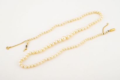 Collier de perles de culture en chute. 

Fermoir...