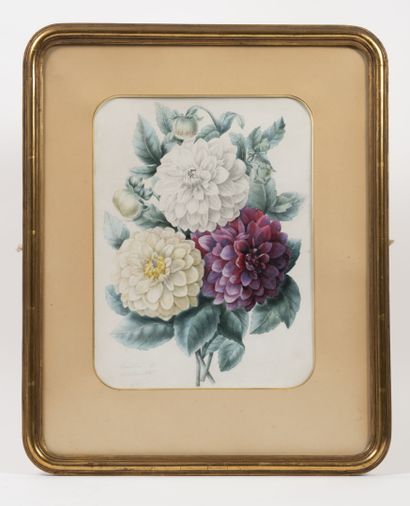 Ecole du XIXème siècle
- Bouquet of dahlias.

Watercolor...