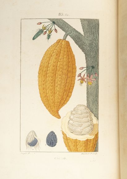 CHAUMETON, POIRET, CHAMBERET
Medical flora.

Paris,...