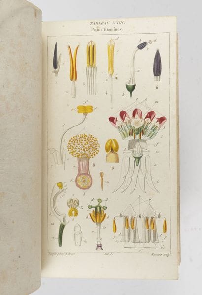 POIRET J.L.M.
Prospectus. Lessons of Flora....