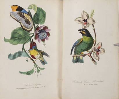 Dr. Emm. LEMAOUT
Le jardin des plantes, description...
