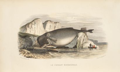 LACEPEDE
Natural history, including cetaceans,...