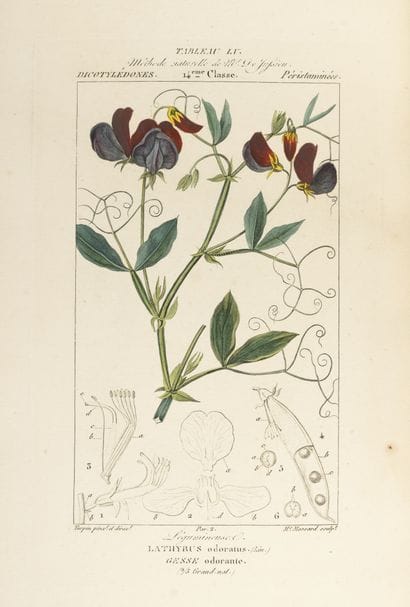 CHAUMETON, POIRET, CHAMBERET
Medical flora.

Paris,...
