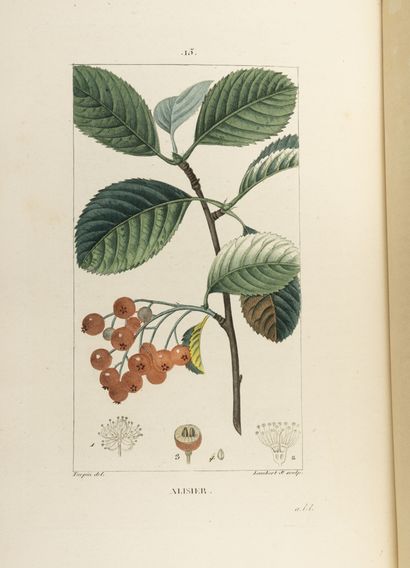 CHAUMETON, POIRET, CHAMBERET
Medical flora.

Paris,...