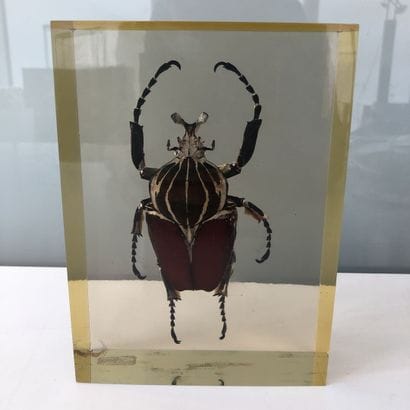 Goliathus goliatus.

Drowned in plexiglass.

18...