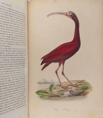 Dr. Emm. LEMAOUT
Le jardin des plantes, description...