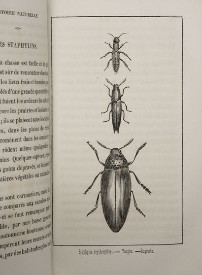 3 vols. :

- Abbé J.-J. BOURASSE

* Entomological...