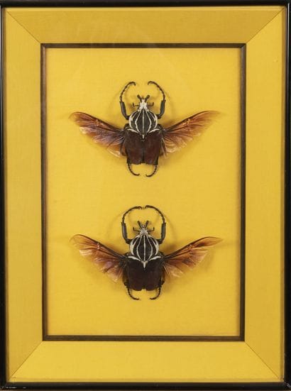 Goliathus goliatus.

Two beetles with open...