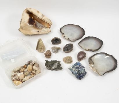 HISTOIRES NATURELLES
Lot of shells (Pinctada...