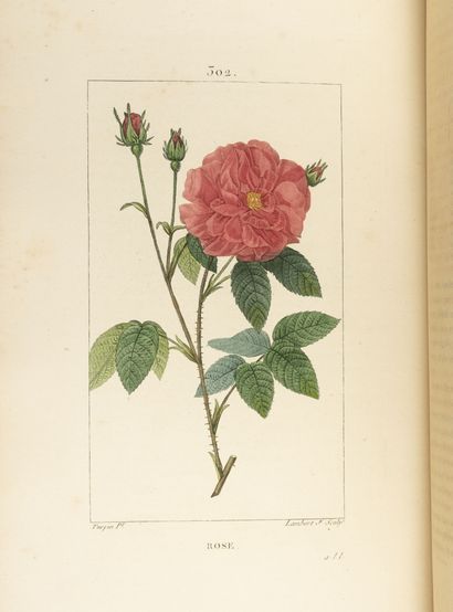 CHAUMETON, POIRET, CHAMBERET
Medical flora.

Paris,...