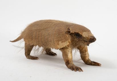 AMERIQUE DU SUD
Great hairy armadillo, 18-banded...
