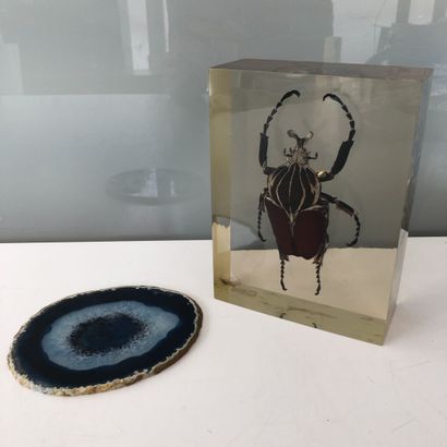 Goliathus goliatus.

Drowned in plexiglass.

18...