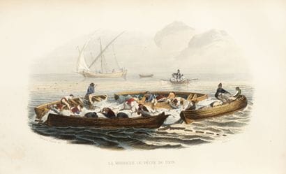 LACEPEDE
Natural history, including cetaceans,...