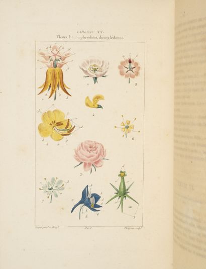 CHAUMETON, POIRET, CHAMBERET
Medical flora.

Paris,...
