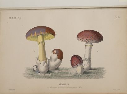 REVEIL, GERARD, DUPUIS, HERINCQ
Le Règne...