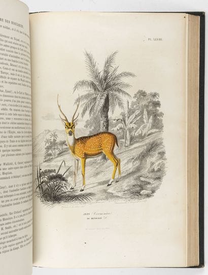 2 vol. on animals :

- Paul GERVAIS

Natural...