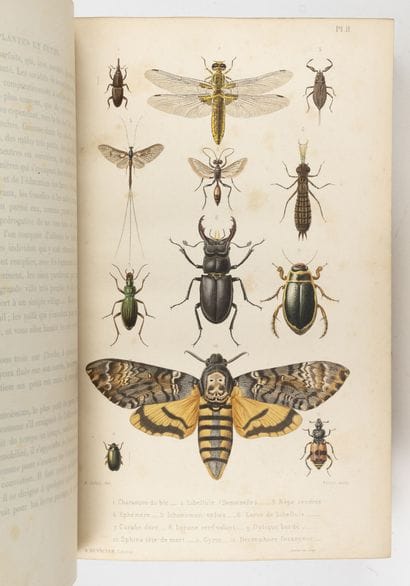 2 vol. on animals :

- Paul GERVAIS

Natural...