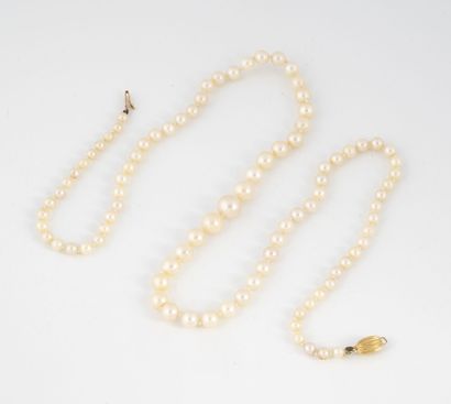 Necklace of white cultured pearls in fall....