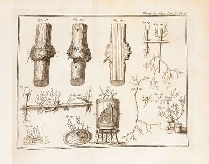 DUHAMEL DU MONCEAU (Henri Louis)
La physique...