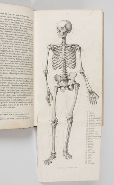 FAU (Dr. J.)
Elementary artistic anatomy...