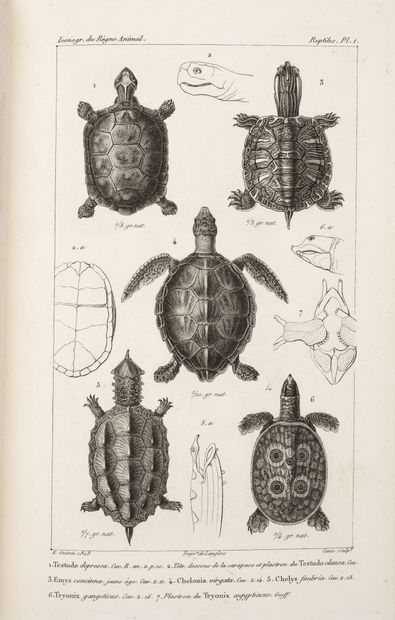 CUVIER
Iconography of the animal kingdom...
