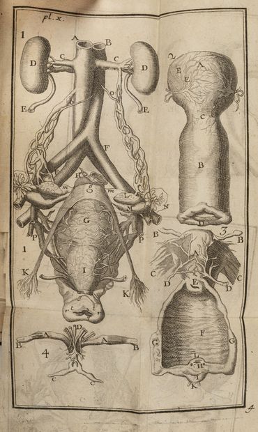 NOGUEZ
L'anatomie du corps de l'homme en...