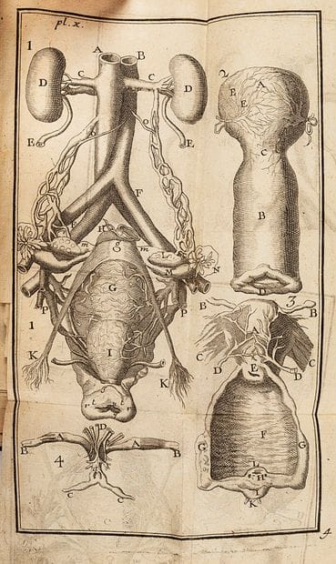 NOGUEZ
L'anatomie du corps de l'homme en...