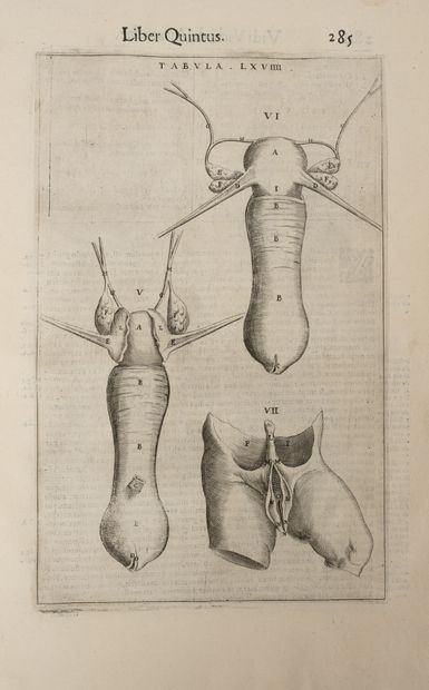 VIDIUS (Vidi)
Vidi vidii florentini ars medicinalis,...