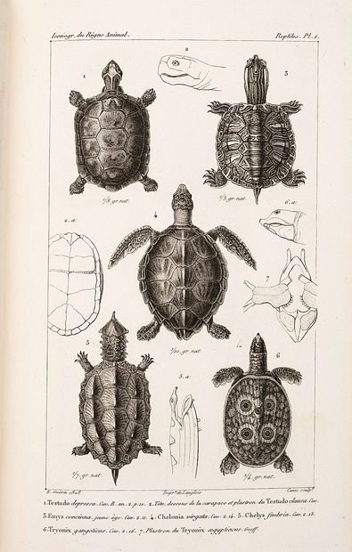 CUVIER
Iconography of the animal kingdom...