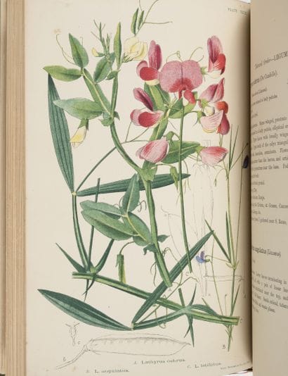 BICKNELL
Flowering plants and ferns of the...