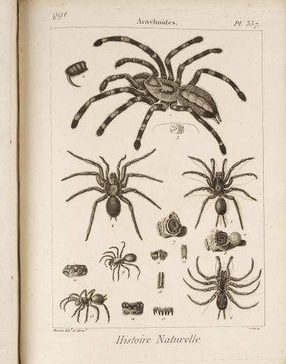 LATREILLE
Tableau encyclopédique et méthodique...