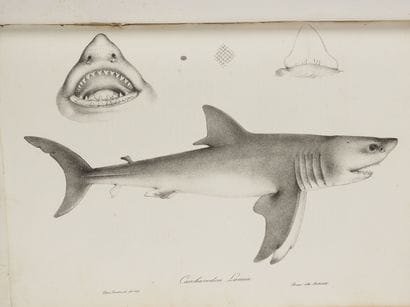 BONAPARTE (Carlo L. Principe).
Iconografia...