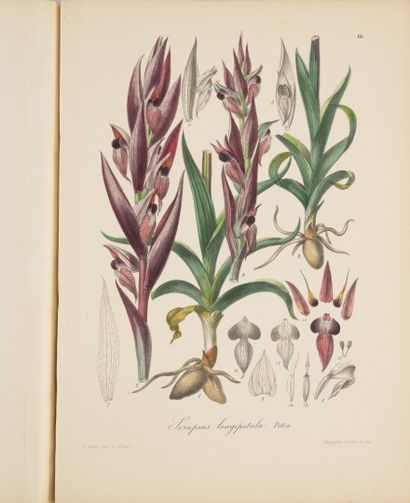 BARLA (Jean-Baptiste)
Flore illustrée de...