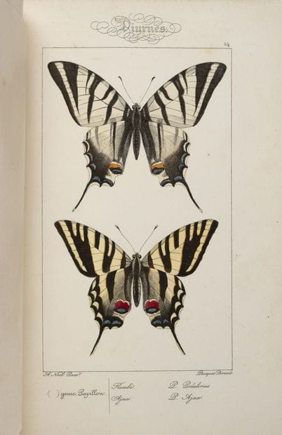 LUCAS (P.H.)
Histoire naturelle des lépidoptères...