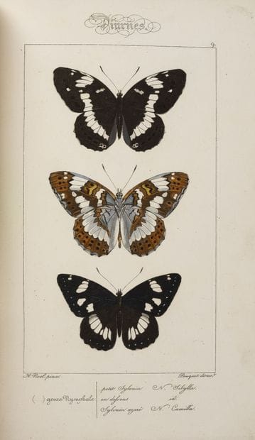 LUCAS (P.H.)
Histoire naturelle des lépidoptères...