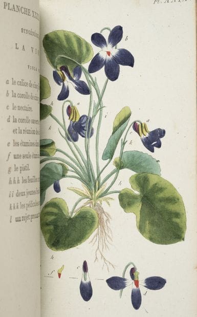 ROUSSEAU (J.J.)
Recueil de plantes coloriées...
