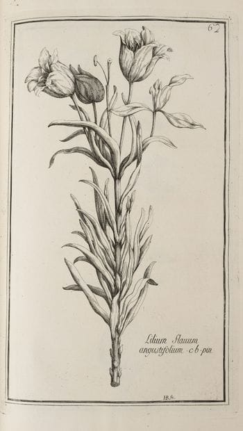 GARIDEL (Pierre Joseph)
Histoire des plantes...