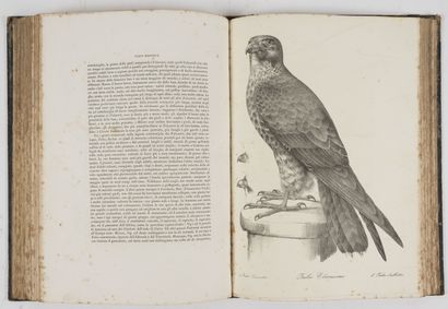 BONAPARTE (Carlo L. Principe).
Iconografia...