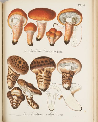 BARLA (Jean-Baptiste)
Flore mycologique illustrée...