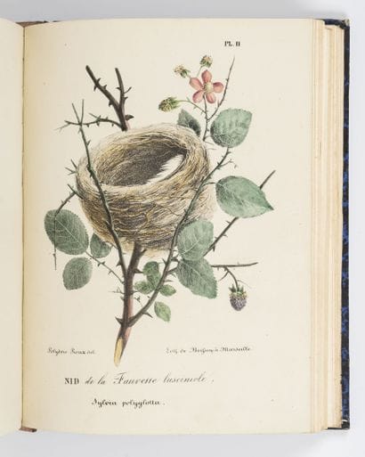 ROUX (Polydore)
Ornithologie provençale ou...