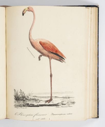 ROUX (Polydore)
Ornithologie provençale ou...