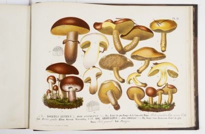 BARLA (Jean-Baptiste)
Les champignons de...